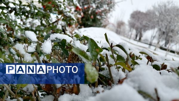 بروجن در پوشش سفیدی برف