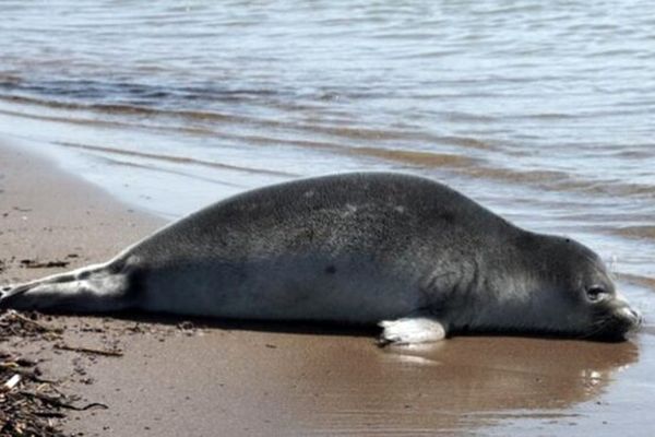 فوک خزری واحتمال تلفات با آنفولانزای فوق حاد پرندگان