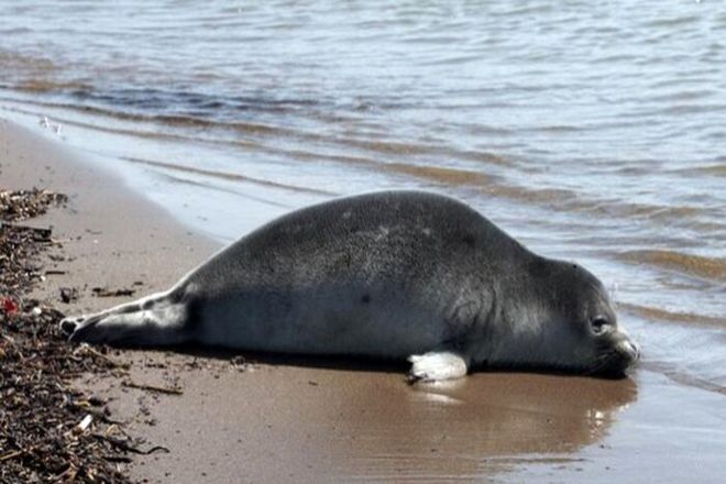 فوک خزری واحتمال تلفات با آنفولانزای فوق حاد پرندگان