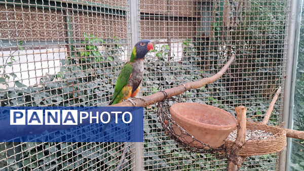 باغ پرندگان قم: جاذبه‌ای بی‌نظیر در قلب کشور