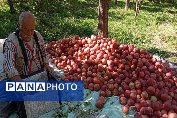 فصل برداشت میوه های پاییزی در شهر زیبای بار نیشابور.