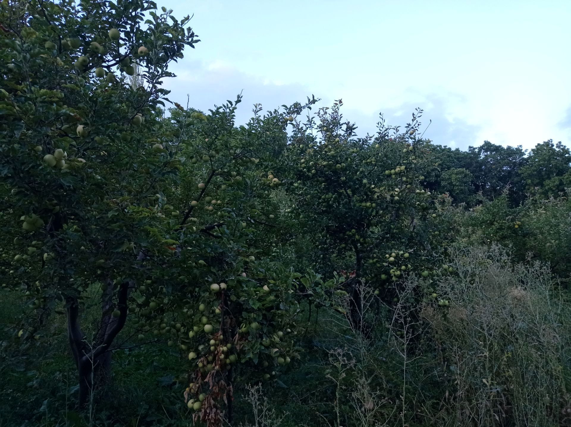 آغاز برداشت گردو در روستای اردغان شهرستان اسفراین