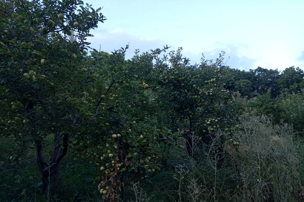 آغاز برداشت گردو در روستای اردغان شهرستان اسفراین