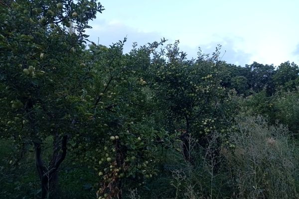 آغاز برداشت گردو در روستای اردغان شهرستان اسفراین