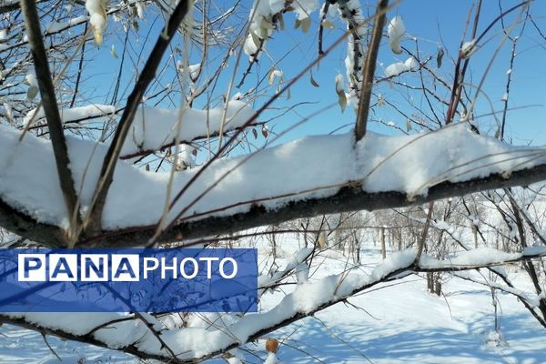 برف زمستانی مهمان دوباره‌ بروجن