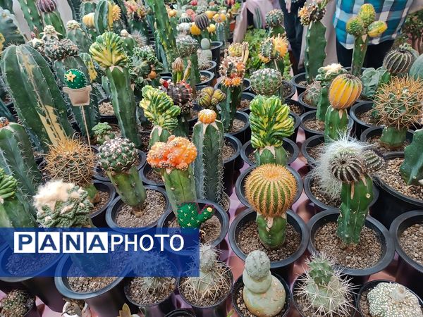  دهمین نمایشگاه گل و گیاه و گیاهان آپارتمانی در اردبیل