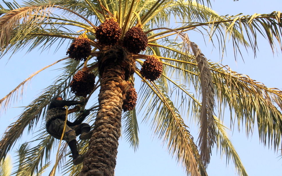 برداشت خرما در منطقه  آبپخش 