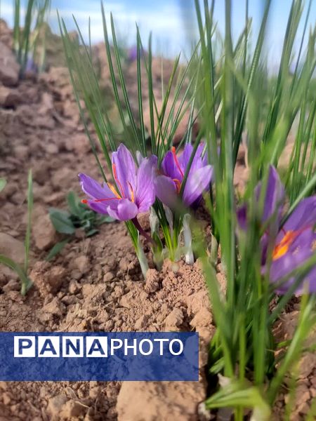 فدافن روستایی که زعفرانش با تشنگی خاک قصه‌ای تلخ نوشت