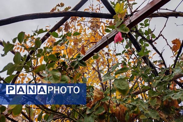 اولین باران پاییزی قابی شفاف از پاییز  رنگارنگ را در شهر زیبای بار رقم زد