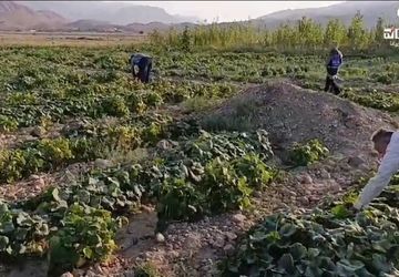 برداشت لوبیا سبز در کلاته رودبار آغاز شد
