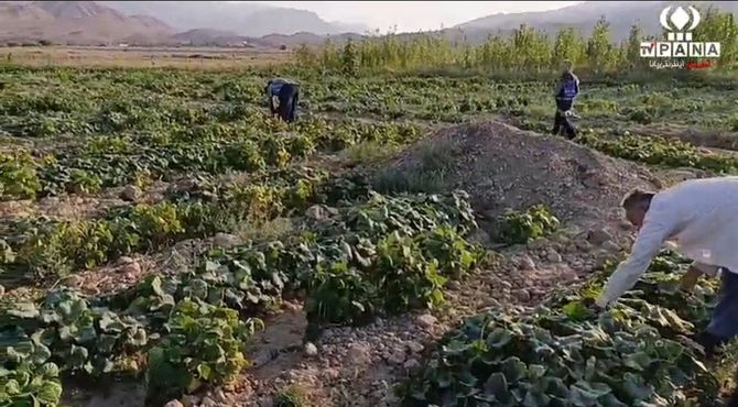 برداشت لوبیا سبز در کلاته رودبار آغاز شد
