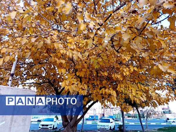 طبیعت زیبای کاشمر در پاییز