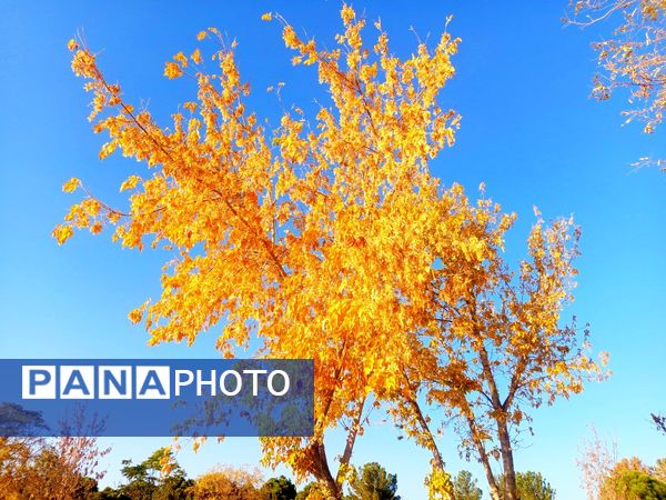 طبیعت زیبای کاشمر در پاییز