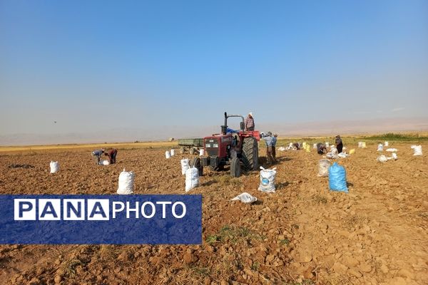 برداشت محصول سیب زمینی در روستای داغیان