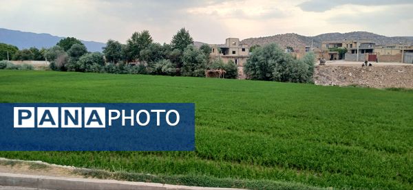 برنج‌کاری در لردگان؛ نماد زندگی و فرهنگ محلی