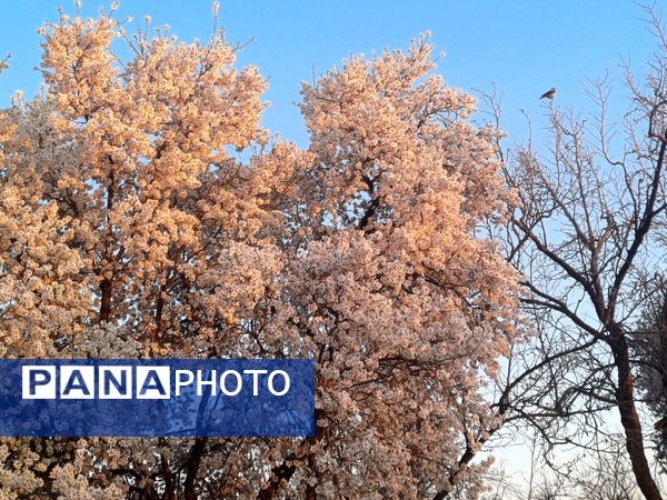 طبیعت با شکوفه‌های رنگارنگ به استقبال نوروز آمد