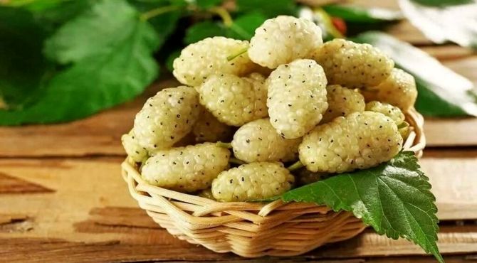 جشنواره توت سفید هوراند آغاز یک سنت جدید در ۸ خرداد