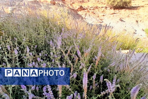 روستای برد‌زرد نگینی غریب در شهرستان لنده