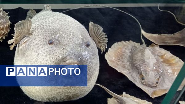 بازدید مدرسه ساره از پارک موزه علوم زمین