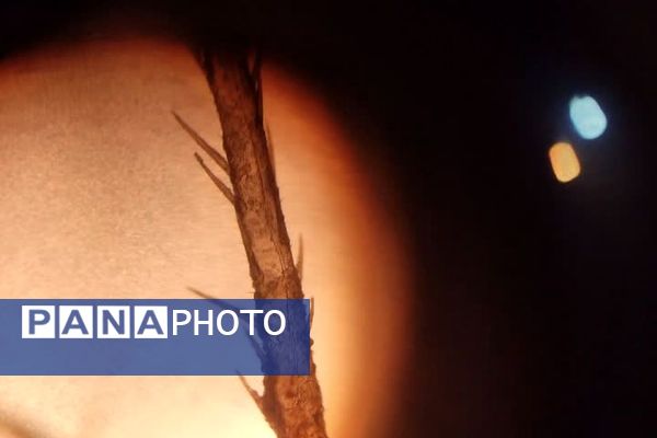 برگزاری یازدهمین همایش «آشتی با علم» در پژوهش‌سرای کاوش کهریزک