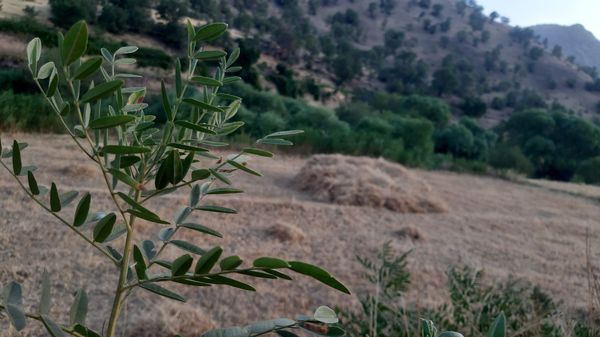 برداشت گندم در روستای بیدله