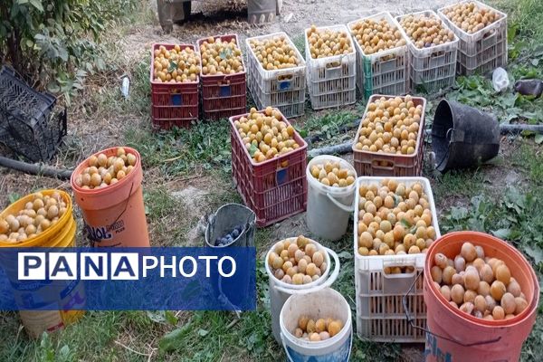 فصل برداشت میوه های پاییزی در شهر زیبای بار نیشابور.