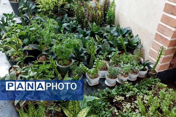 نمایشگاه گل و گیاه در نمایشگاه دائمی قرچک