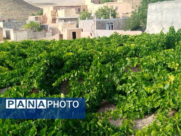 گزکوه، قطب انگور خراسان شمالی 