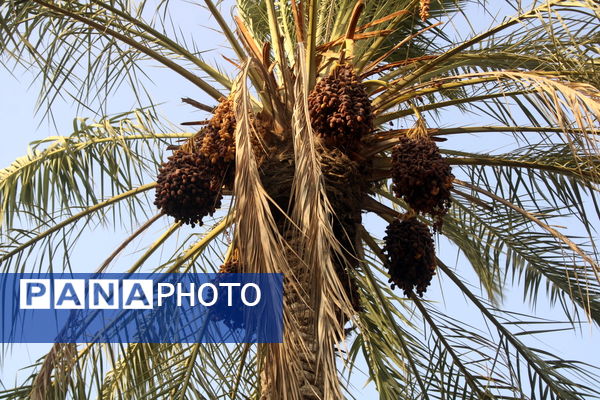 برداشت خرما در منطقه آبپخش