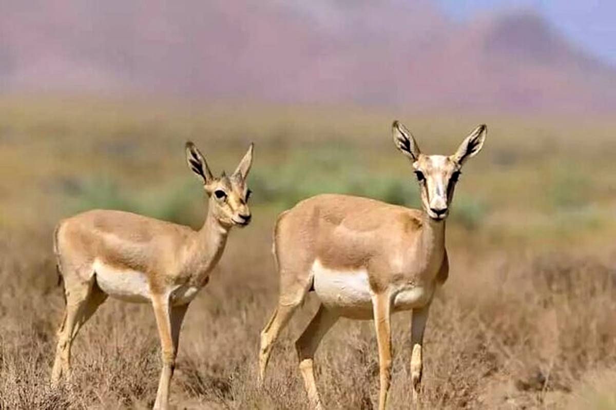 تأکید بر افزایش جمعیت آهو در دشت مغان