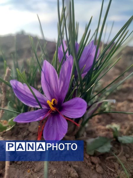 فدافن روستایی که زعفرانش با تشنگی خاک قصه‌ای تلخ نوشت