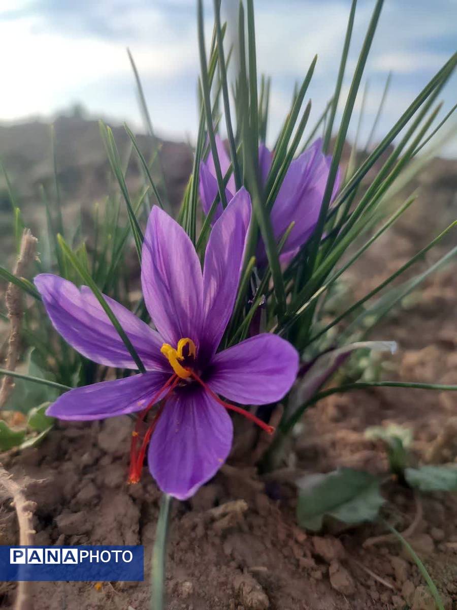 فدافن روستایی که زعفرانش با تشنگی خاک قصه‌ای تلخ نوشت