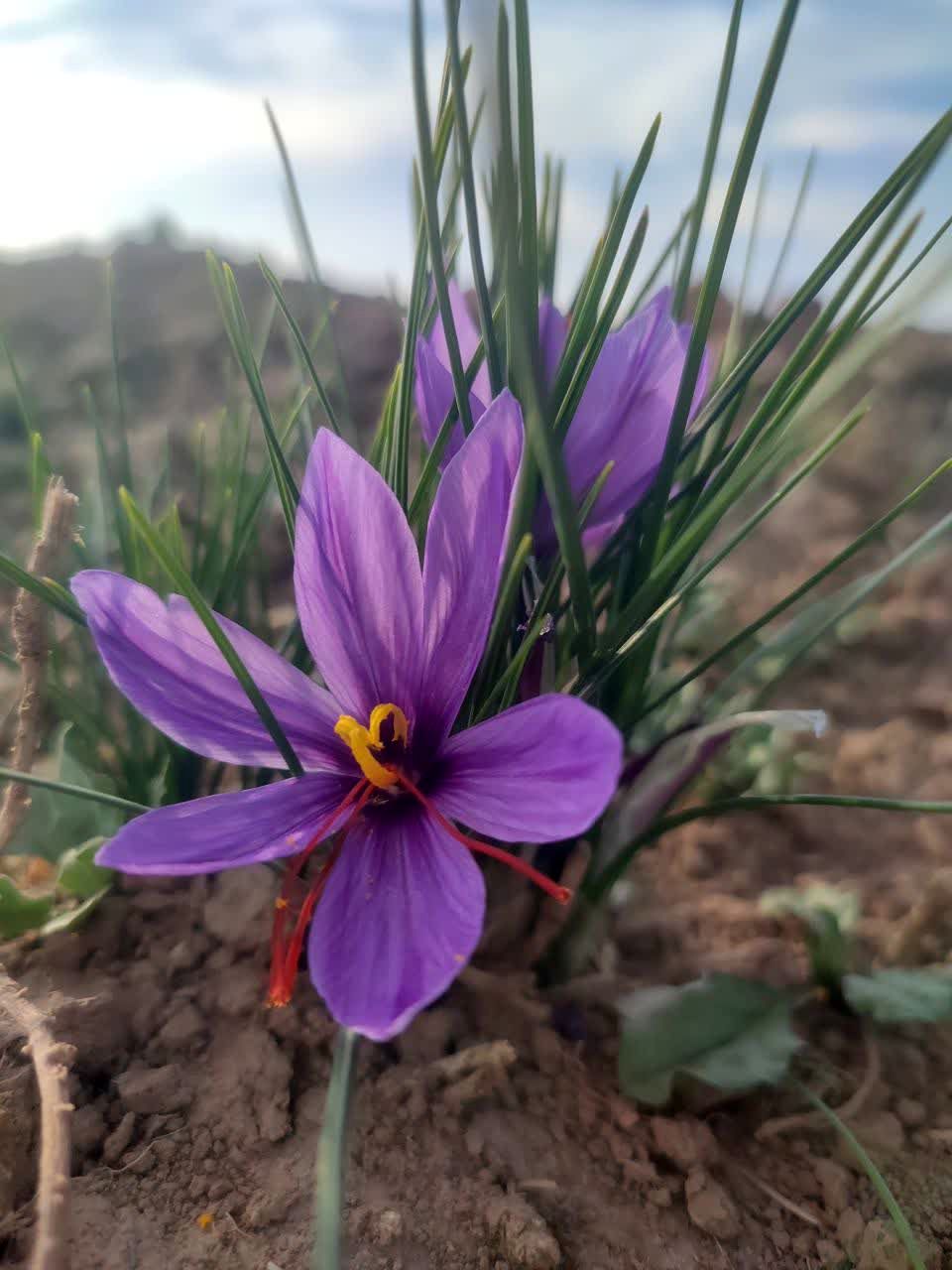 فدافن روستایی که زعفرانش با تشنگی خاک قصه‌ای تلخ نوشت