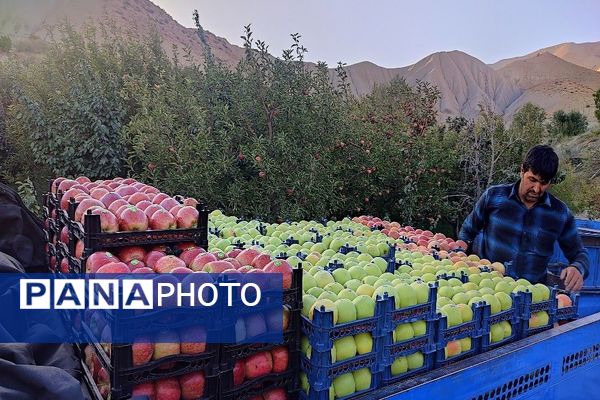 فصل برداشت میوه های پاییزی در شهر زیبای بار نیشابور.