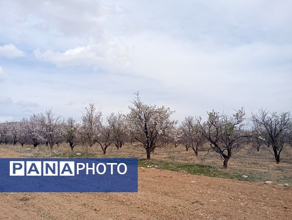  شکوفه های بهاری در روستای گزکوه