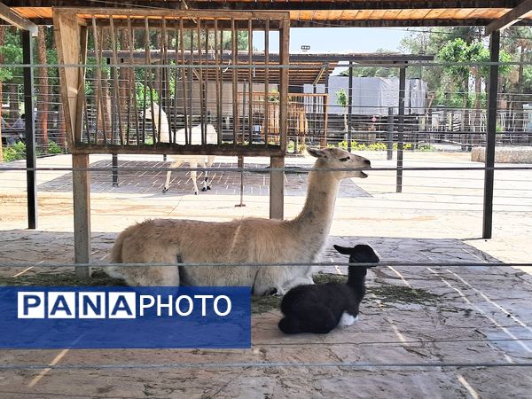 بازدید از باغ وحش ارم ،تجربه‌ای بی‌نظیر در دنیای شگفت‌انگیز حیوانات 