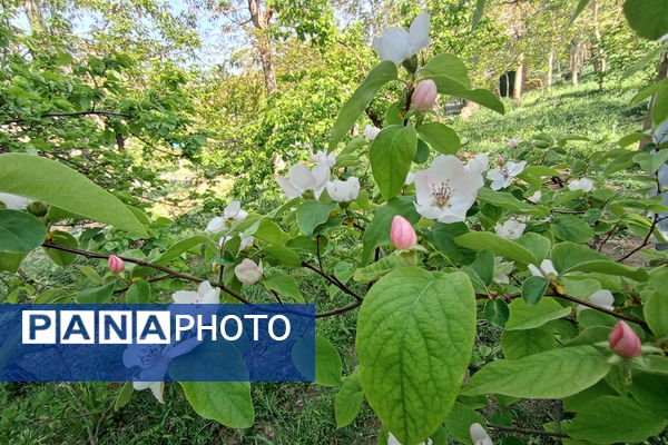 جلوه‌هایی از طبیعت تابستانی خلجستان و جعفرآباد قم