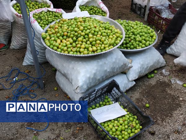 چهارمین جشنواره آلوچه در شهرستان صومعه‌سرا
