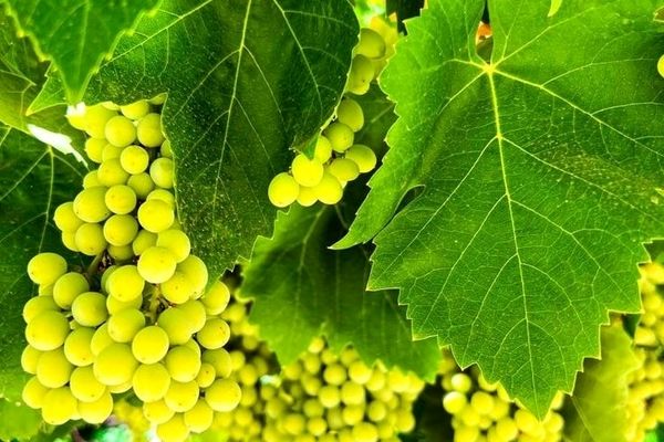 ملکان، شهر خوشه‌های طلایی ایران و قطب تولید انگور و کشمش