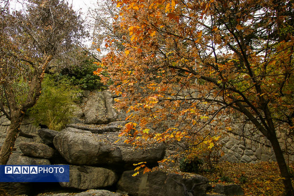 پاییز خیال انگیز در پارک جمشیدیه