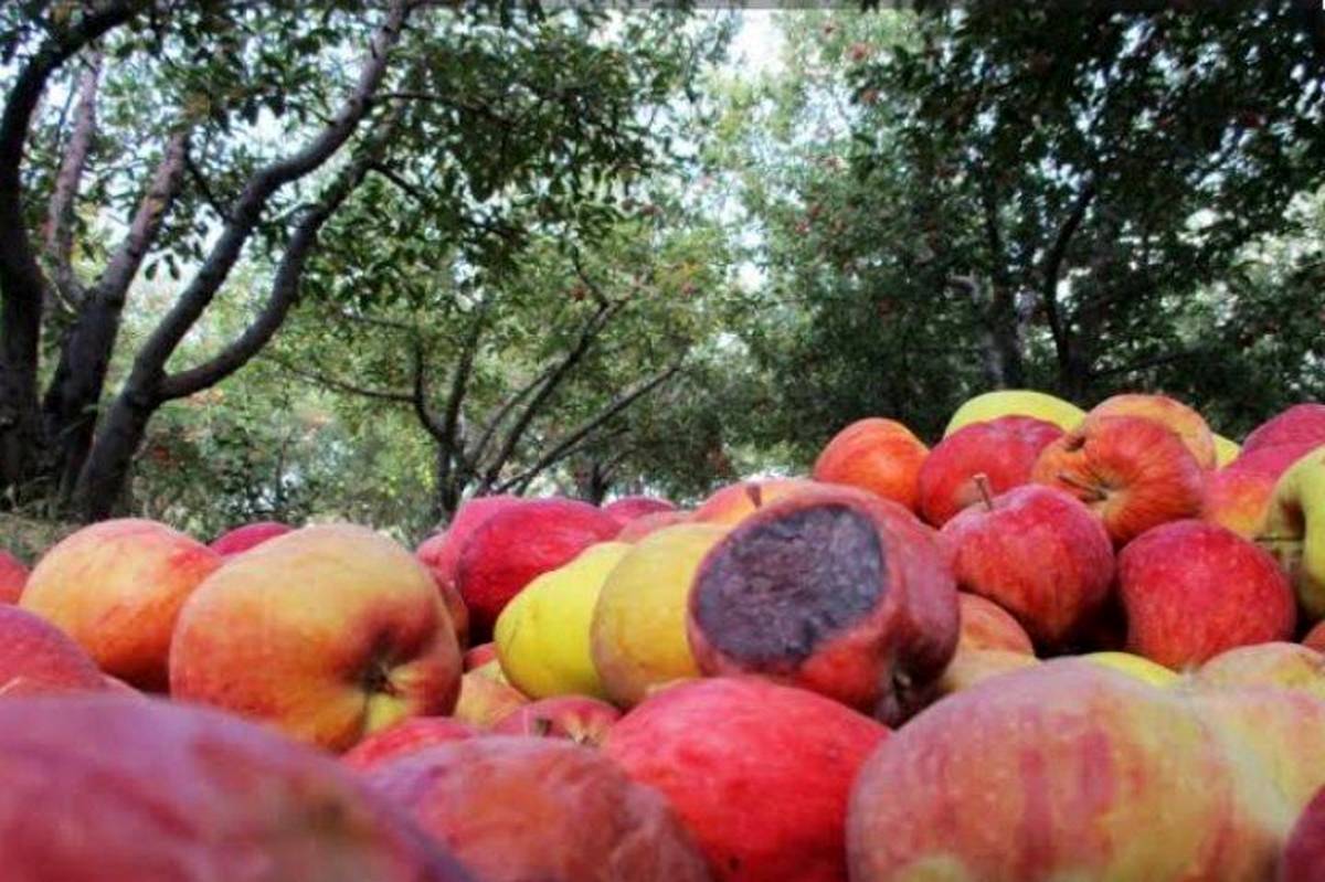 فروش سیب‌های ضایعاتی در روستاهای بروجرد