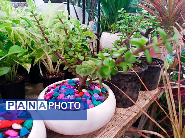  دهمین نمایشگاه گل و گیاه و گیاهان آپارتمانی در اردبیل