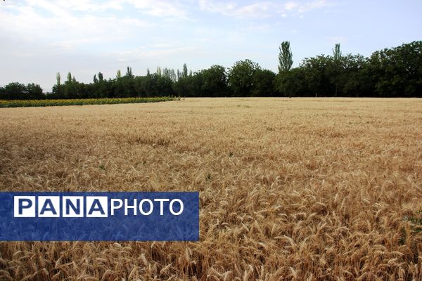 آغاز برداشت گندم در شهرستان ارومیه