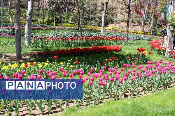 حال و هوای جشنواره  لاله‌های کرج 