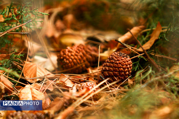 پاییز خیال انگیز در پارک جمشیدیه