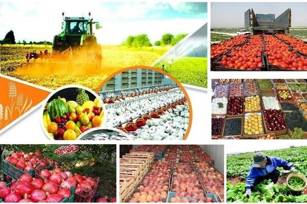 نشست هم اندیشی معاونان وزارت جهاد کشاورزی و نمایندگانی از بخش خصوصی با حاشیههایی برگزار شد