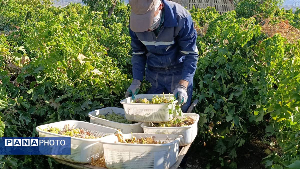 برداشت ۳۰ هزار تن انگور از تاکستان‌های ترشیز