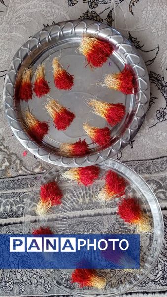 فدافن روستایی که زعفرانش با تشنگی خاک قصه‌ای تلخ نوشت