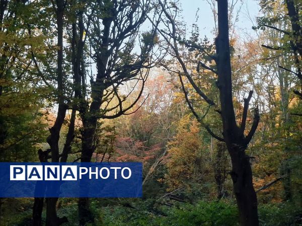 جنگل‌های هیرکانی کردکوی