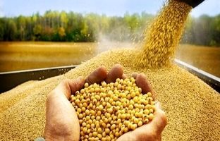 ضرورت حذف واسطه‌هایی که نابسامانی در بازار نهاده‌های دامی را سبب شده‌اند